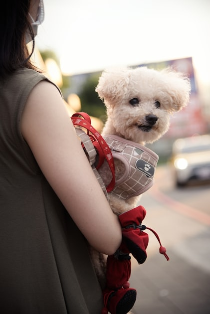 The Importance of Pet Wellness During Travel