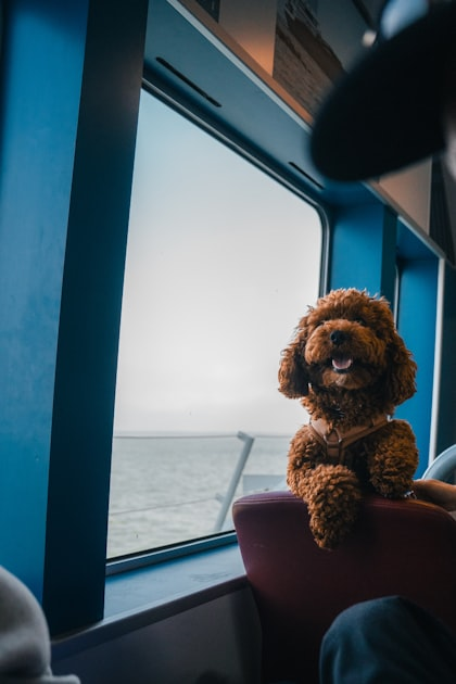 Luxury Pet Transportation: What to Expect
